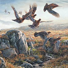 Covey of red grouse in flight painting